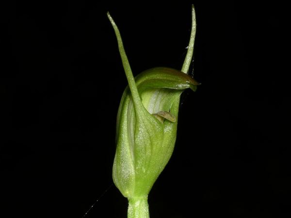 Pterostylis foliata - Slender Greenhood.jpg